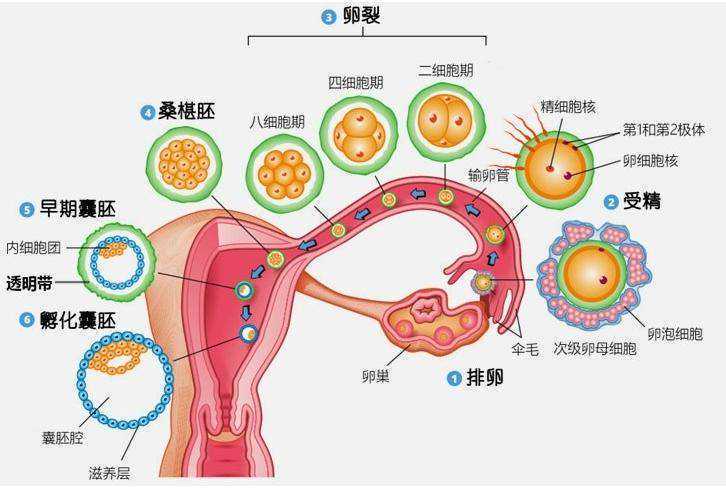 南京供卵试管医院(西安能做供卵试管的医院真不用等吗)